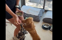 Iris Mittenaere avec ses chiens Mia et Cali aux "Roches blanches" à Cassis. Vidéo partagée sur Instagram le 4 août 2026