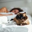 Votre chat préfère la personne qui l'ignore dans la maison ? Ce vétérinaire explique enfin pourquoi