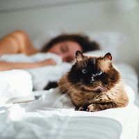 Votre chat préfère la personne qui l'ignore dans la maison ? Ce vétérinaire explique enfin pourquoi