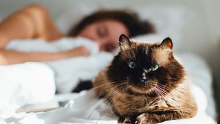 Votre chat préfère la personne qui l'ignore dans la maison ? Ce vétérinaire explique enfin pourquoi