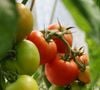 La tomate rouge est la plus intéressante sur le plan nutritionnel grâce à sa richesse en lycopène, un puissant antioxydant.

Photo by Dani California / Unsplash