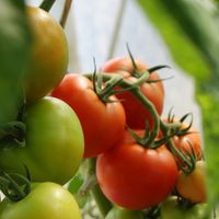 Tomate : crue, cuite, rouge… comment profiter au mieux de tous ses bienfaits ? Un expert répond
