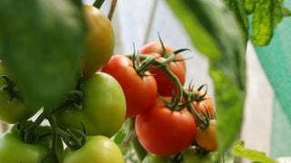 Tomate : crue, cuite, rouge… comment profiter au mieux de tous ses bienfaits ? Un expert répond