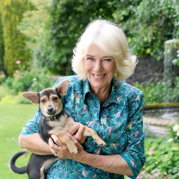 La reine Camilla (Camilla Parker Bowles, reine consort d’Angleterre) pose avec son chiot adopté, Moley, provenant du refuge Battersea Dogs and Cats Home, dans le jardin de sa résidence, Ray Mill House à Lacock, Wiltshire, Royaume-Uni, en juillet 2025. © Julien Burton / Bestimage