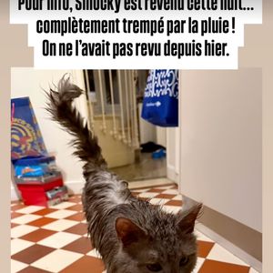 Sur Instagram, Christophe Beaugrand a également révélé que leur adorable chat prénommé Smocky, bien que "trempé par la pluie" était "revenu cette nuit". "On ne l'avait pas revu depuis hier". Une bonne nouvelle en somme !

Capture d'écran Christophe Beaugrand - Instagram - 6 juin 2025