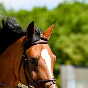 Serge Varsano sur Just Dance T&L Z au Prix Geberit lors de la 10ème édition du "Longines Paris Eiffel Jumping" à la Plaine de Jeux de Bagatelle à Paris le 23 juin 2024.
Pierre Perusseau / Veeren / Bestimage