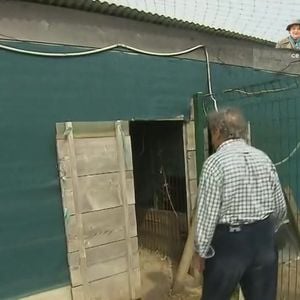 Pierre Perret dans sa maison de Nangis, en Seine-et-Marne, son havre de paix avec piscine. Les images ont été diffusés dans "Vivement dimanche" sur France 3 le 16 novembre 2025.